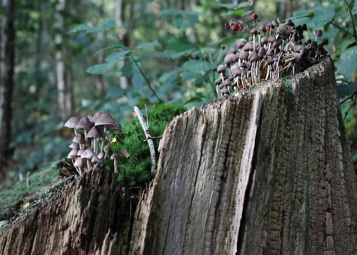 Family Near Hoge Veluwe Park
