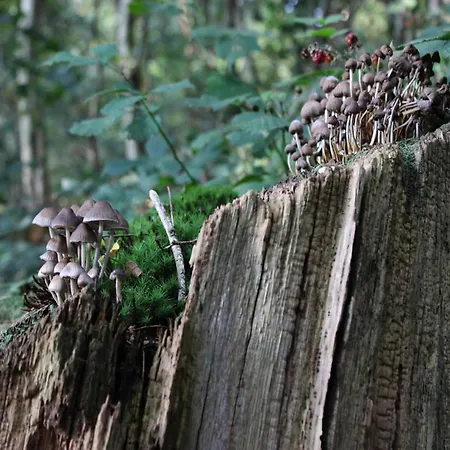 Family Near Hoge Veluwe Park